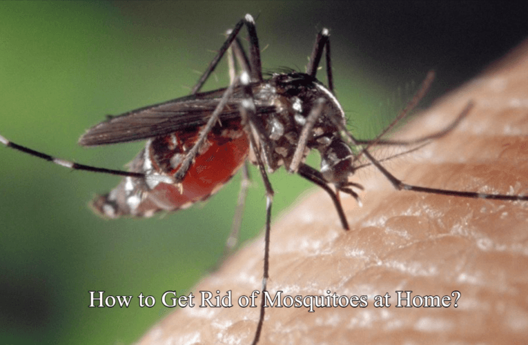 Tips to Get Rid of Mosquitoes at Home