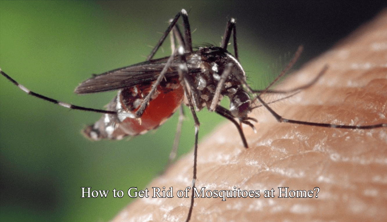 How to Get Rid of Mosquitoes at Home