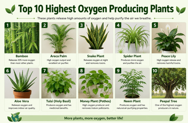 Top 10 Highest Oxygen Producing Plants