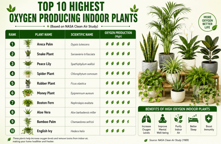10 Highest Oxygen Producing Indoor Plants