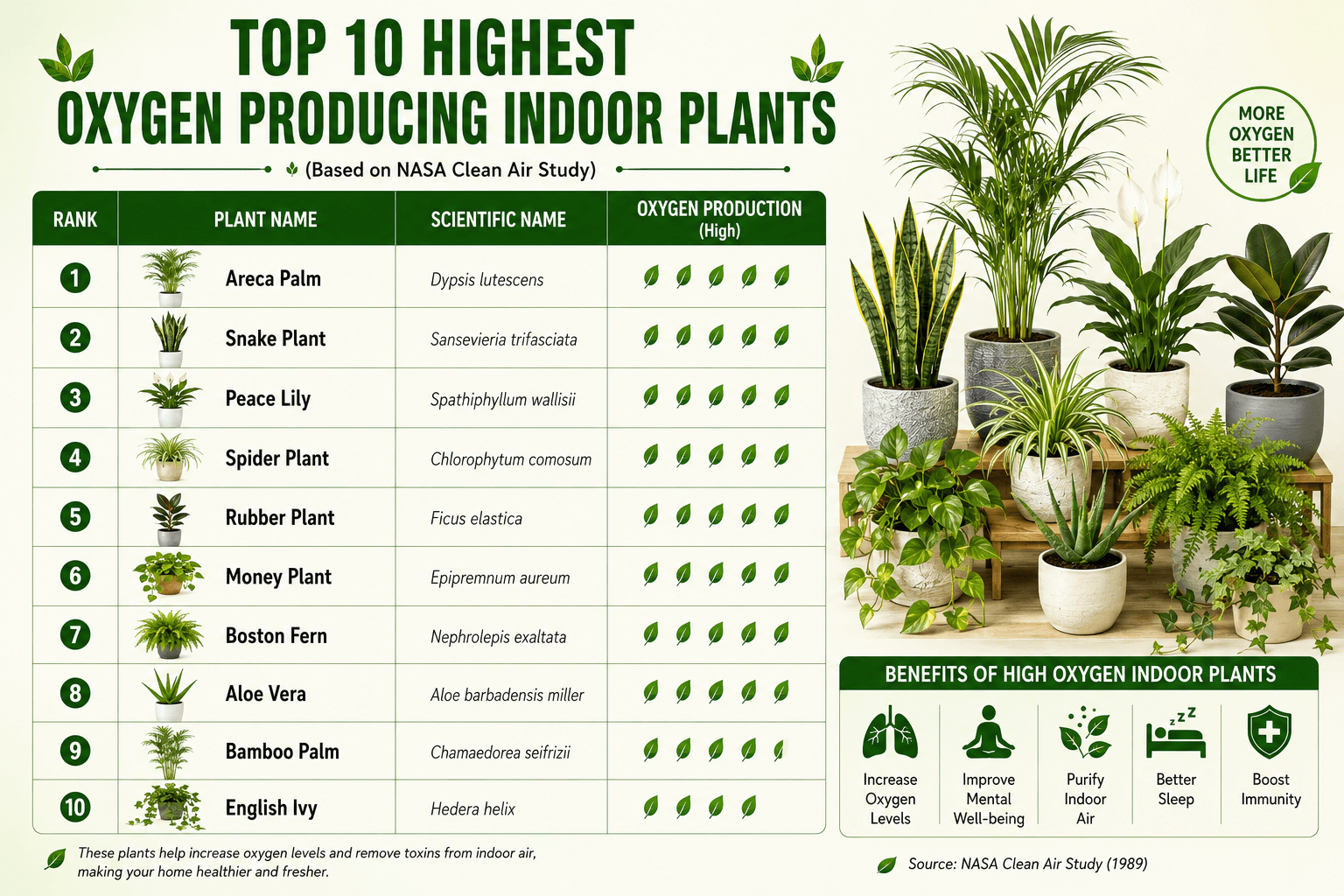 top 10 Highest Oxygen Producing Indoor Plants